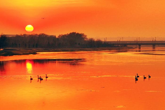 山西絳州夕陽(yáng)灑金 越冬候鳥(niǎo)沐浴落日余暉