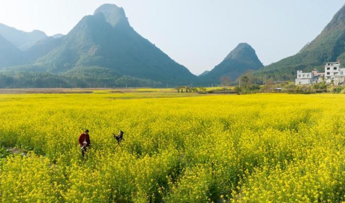 廣西南寧油菜花開扮靚鄉村