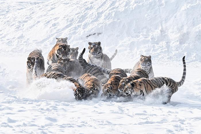 圍觀國家一級重點保護動物“團戰”