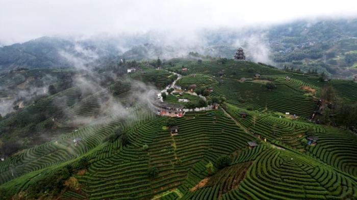 廣西三江侗鄉：雨后茶園美如畫