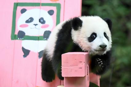 廣州半歲大熊貓“妹豬”萌態十足